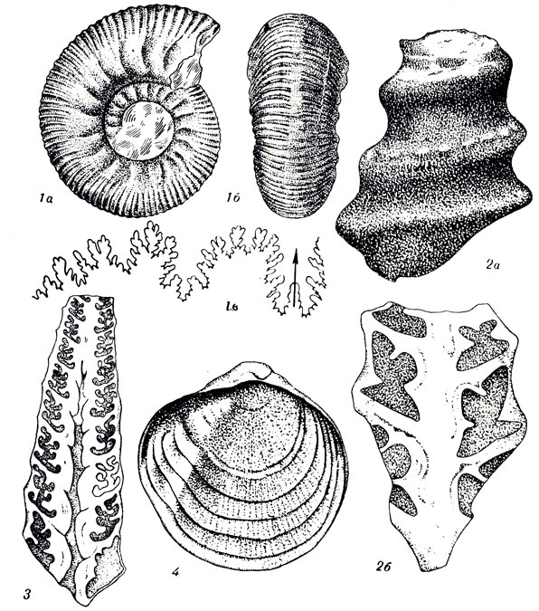   LII: 1. Rasenia uralensis Orb. (. ). 2. Nerinea salinensis Orb. (). 3. Ptygmatis intermedia Peel. (. ). 4. Gryphaea dilatata Sow. (  )