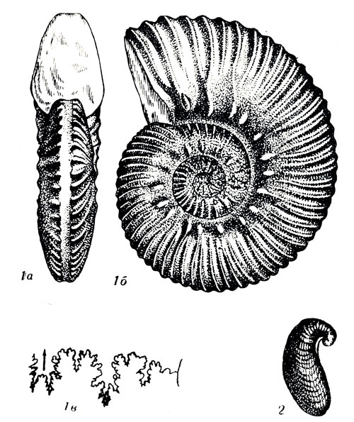   LIII: 1. Aulacostephanus eudoxus Orb. (. ). 2. Exogyra virgula Gldf. (. )