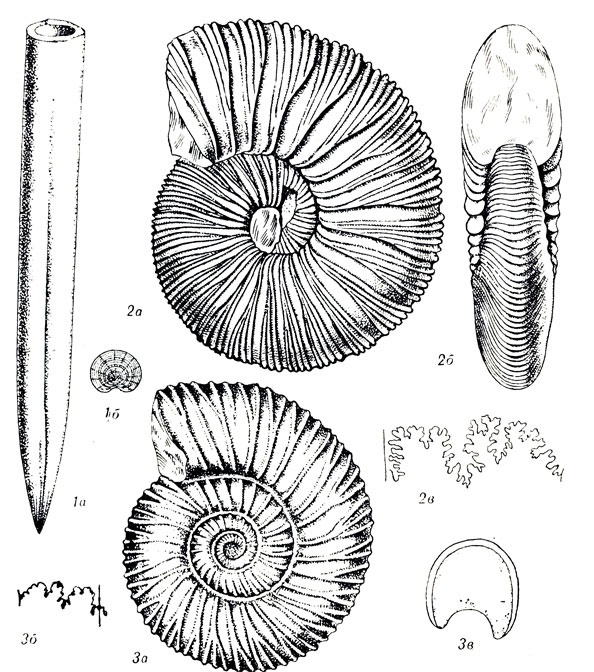   LIV: 1. Belemnites (Cylindroteuthis) volgensis Orb. (.  .). 2. Virgatites virgatus uh (.  .). 3. Perisphinotes (Epivirgatites) nikitini Mich. (.  .)