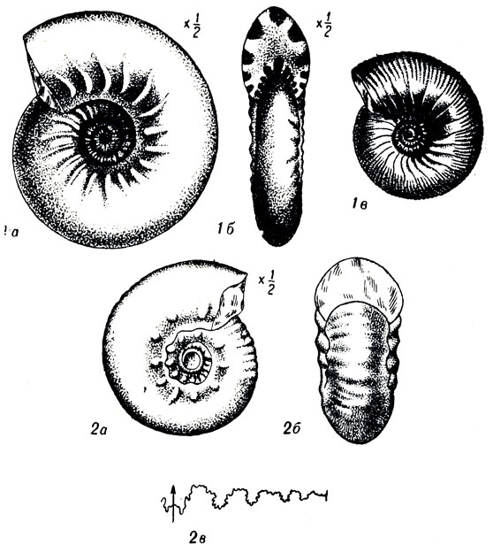   LV: 1. Craspedites subditus Trautsh. (.  .). 2. Craspedites nodiqer Eihw. (.  .)