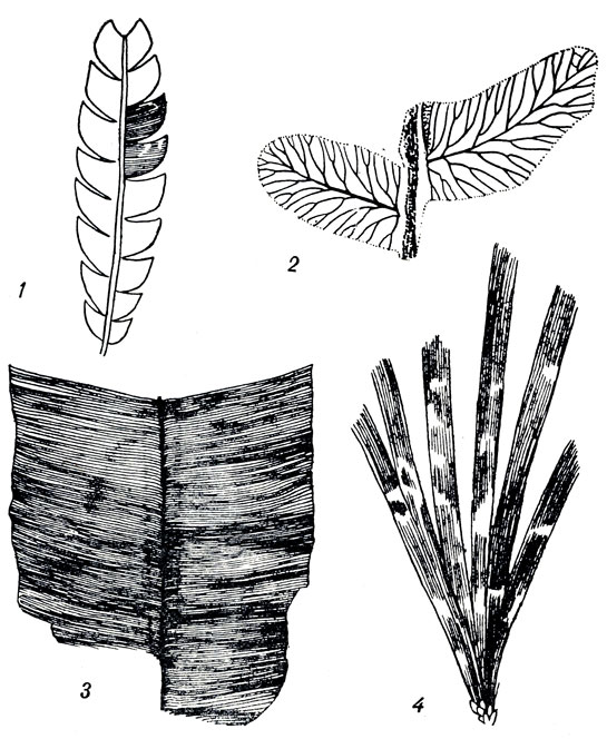     LVI: 1. Nilssonia acuminata (rsk.) G. (. ). 2. Cladophlebis haiburnensis Lind. et Hull. (.  . ). 3. Nilssonia orientalis Heer (  . ). 4. Phoenicopsis speciosa Hr ()