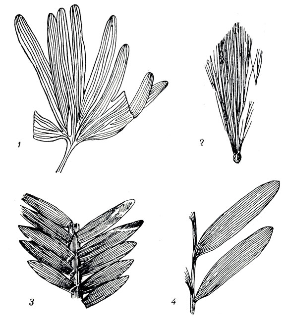     LVII: 1. Ginkgo sibirica r (  . ). 2. Czekanowskia setacea r (). 3. Zamites ivanovi rsht. et Prn. (  . ). 4. Podozamites lanceolatus Lind. et Hutt. (  . )