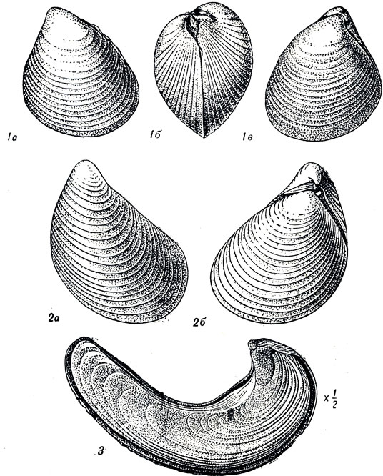  LVIII: 1. Aucella inflata Toula (. ). 2. Aucella volgensis Lah. (. ). 3. Ostrea (Liostrea) anabarensis Bodyl. (. )