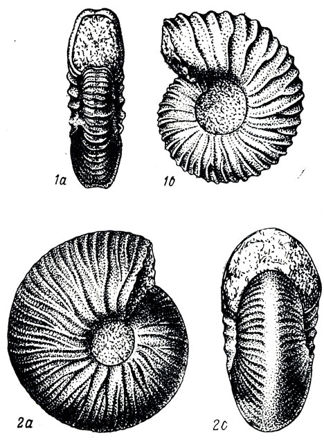   LIX: 1. Rjasanites rjasanensis Nik. (. ). 2. Temnoptychites hoplitoides Nik. (. )