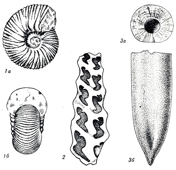   LX: 1. Polyptychites michalskii gsl. (. ). 2. Nerinea manesensis Peel. (). 3. Belemnites (Pachyteuthis) lateralis Phill. (.  .  .  . )