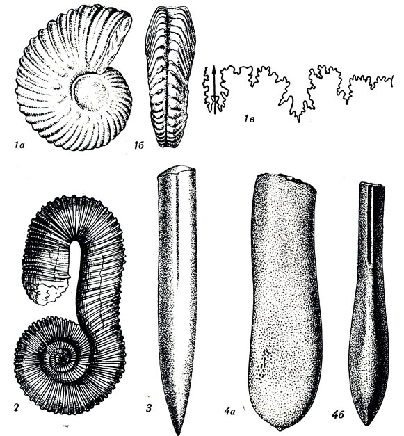   LXII: 1. Hoplites dentatus Sow. (. ). 2. Macroscaphites yvanii Puzos (). 3. Belemnites (Neohibolites) semicanaliculatus Blainv. (). 4. Duvalia dilatata lainv. ()