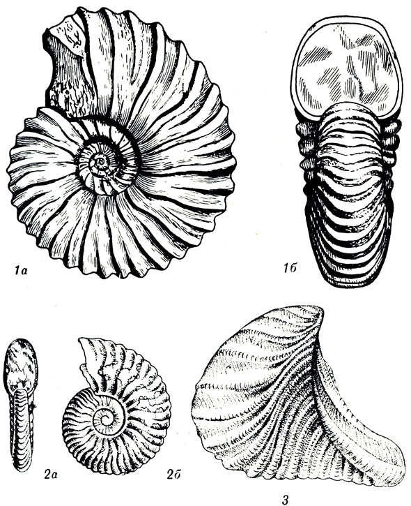   LXIV: 1. Parahoplites melchioris Anth. (. ). 2. Deshayesites deshayesi Lem. (. ). 3. Trigonia (Pterotrigonia) aliformis Park. (.   . )
