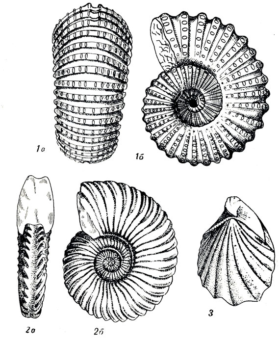   LXV: 1. Douvilleiceras mammillatum Shlth. (. ). 2. Leymeriella tardefurcata Lem. (. ). 3. Inoceramus (Actinoceramus) sulcatus Park. ()