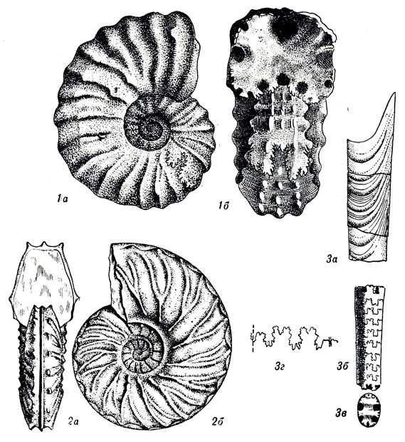   LXIX: 1. Acanthoceras rotomagense Defr. (). 2. Schloenbachia varians Sow. (). 3. Baculites anceps Lam. (  )
