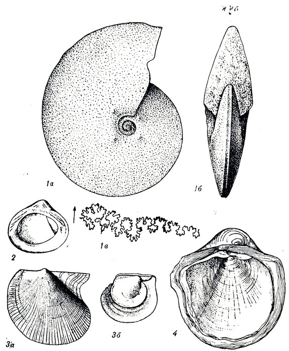   LXX: 1. Placenticeras placenta Dk (. ). 2. Lopatinia jenisseae Schm. ( - ). 3. Oxytoma tenuicostata Rm. (. ). 4. Gryphaea vesicularis Lam. ( - )