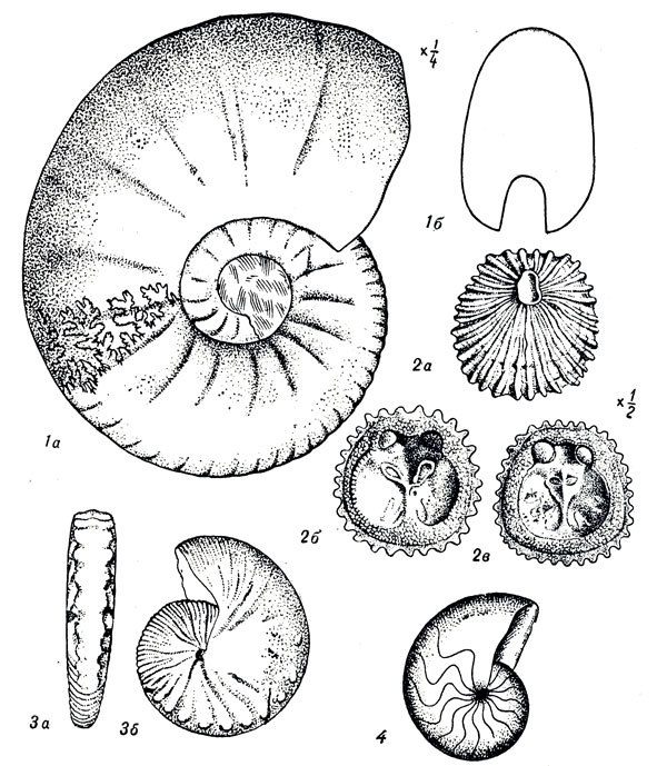   LXXI: 1. Pachydiscus neubergicus Hauer. (. ). 2. Crania (Isocrania) ignabergensis Retz. (). 3. Scaphites (Discoscaphites) constrlctus Sow. (). 4. Nautilus (Hercoglossa) danicus Schloth. ()