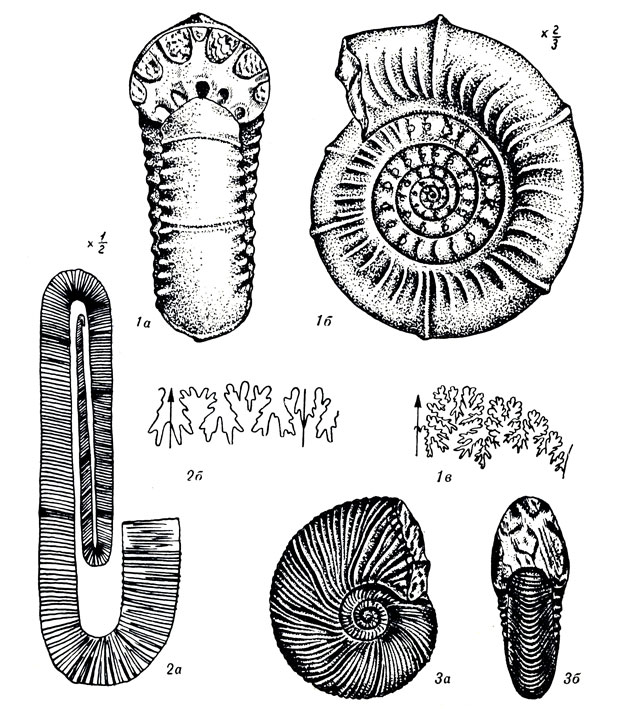   LXXII: 1. Brahmaites brahma Frb. (). 2. Hamites (Polyptychoceras) obstrictus Jimb (). 3. Kossmaticeras bhavani Stl. (. )