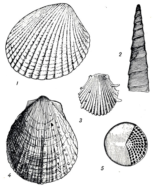  LXXIV: 1. Cardita volgensis Barb, (). 2. Turritella kamyschinensis Netsh. (). 3. Spondylus buchi Phill. (  . ). 4. Spondylus tenuispina Sandb. (). 5. Nummulites distans Desh. ()