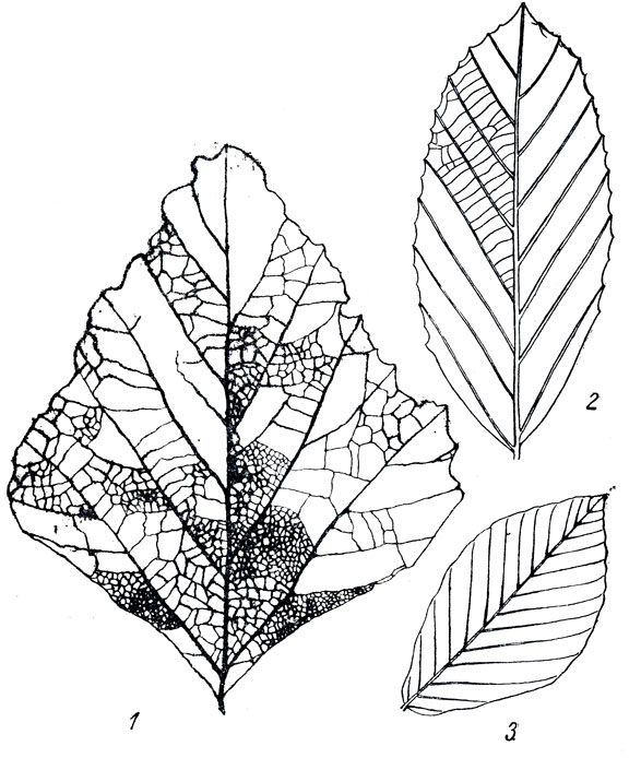     LXXXVII: 1. Platanus cuneifolia Brongn. (. .). 2. Dryophyllum dewalquei Sap. (). 3. Fagus antipovii Heer (  )