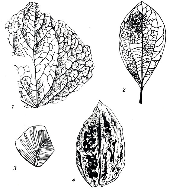     LXXXVIII: 1. Trochodendroides arcticus r (.   ). 2. Cinnamomum scheuchzeri  (  ). 3. Sequoia langsdorfii (Brongn.)  (  ). 4. Juglans cinerea L. (   )