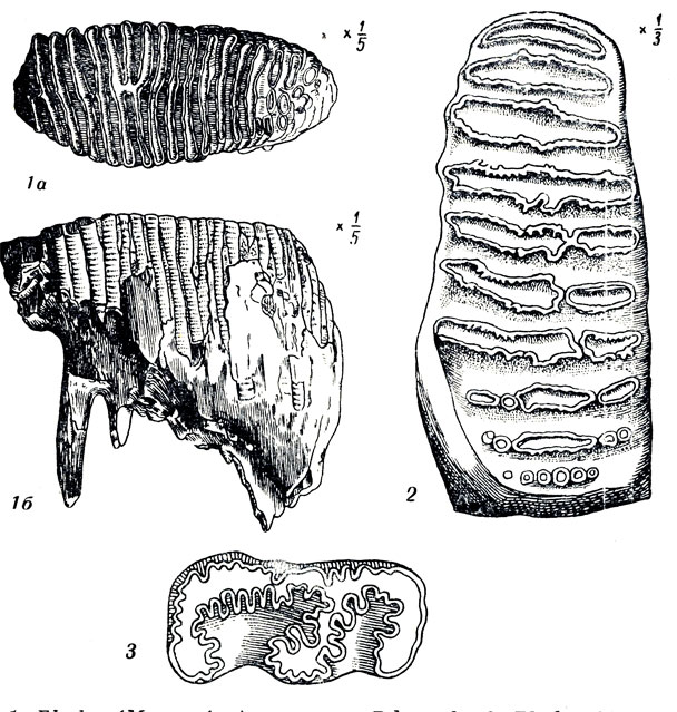   XCI: 1. Elephas (Mammuthus) primigenius lumb. 2. Elephas (Archidiskodon) meridionalis Nesti. 3. Elasmotherium sibiricum Fish