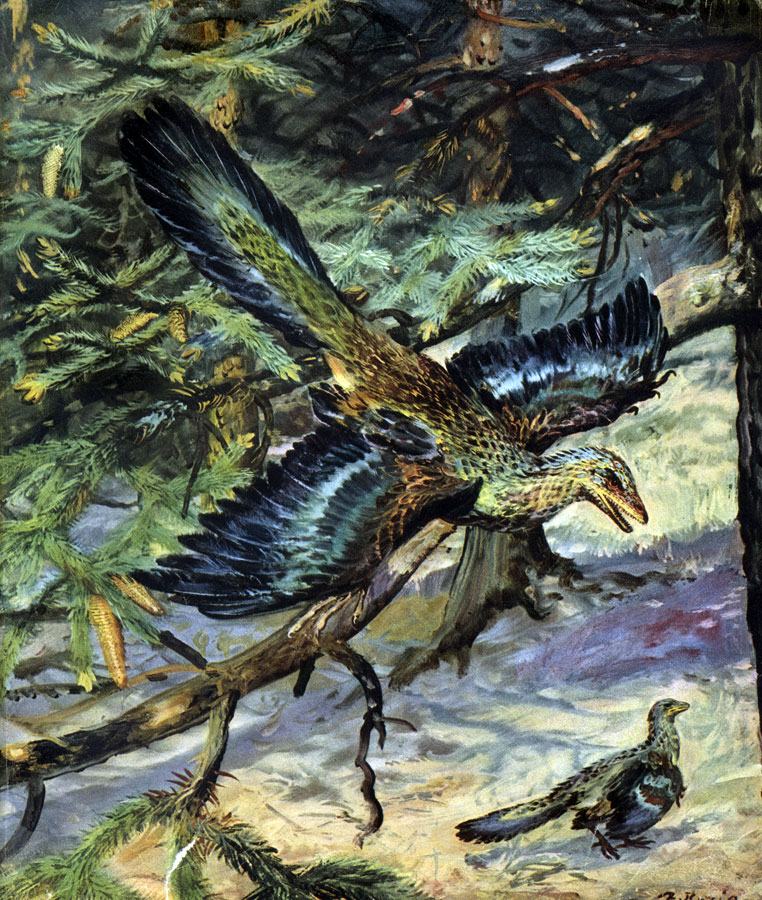    ARCHAEOPTERYX LITHOGRAPHICA,     ,          ,     .         ,     ,     
