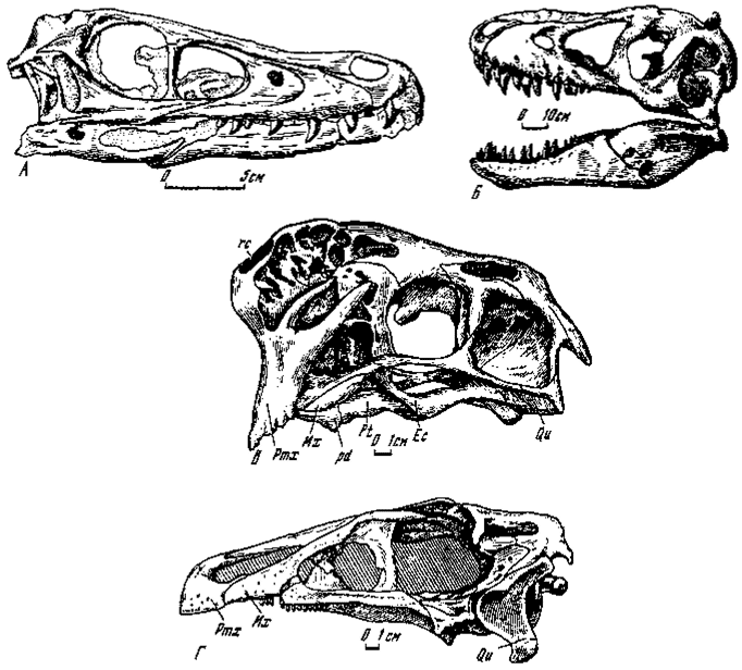 . 1.   :  - Velociraptor mongoliensis Osborn ( 100/25, );  - Tarbosaurus bataar Maleev (.100/59, );  - Oviraptor philoceratops Osborn ( 100/42, );  - Erlicosaurus andrewsi Perle ( 100/111, )