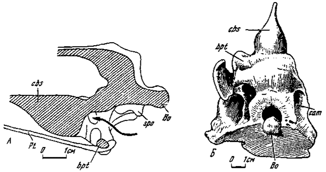 . 5.  :  - Garudimimus brevipes ( , ,  );  - Saurornithoides junior ( 100/1,  )