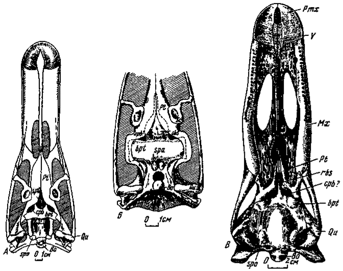 . 7.      :  - Garudimimus brevipes ( 100/13);  - Saurornithoides junior ( 100/1;      ,      );  - Erlikosaurus andrewsi ( 100/111)