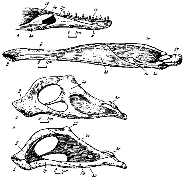 .13.  :  - Velociraptor mongoliensis (100/24,     );  - Garudimimus brevipes (100/13,   );  - Oviraptor philoceratops (100/42);  - ;  - 