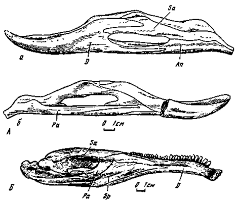 .14.  - Caenagnathus collinsi (Sternberg, 1940); a -   ;  -   ;  - Erlikosaurus andrewsi (100/111,   )