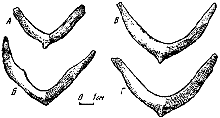 . 17.  :  - Oviraptor philoceratops ( 100/36);  - Oviraptor philoceratops ( 100/42);  - Ingenia yanshini ( 100/30);  - Ingenia yanshini ( 100/33)