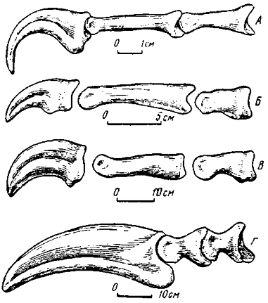 . 21.    :  - Velociraptor mongoliensis (Ostrom, 1969b);  - Gallimimus bullatus (Osmolska, Roniewicz, et Barshold, 1972);  - Deinocheirus mirificus (Osmolska, Roniewicz, 1970);  - Therizinosaurus cheloniformes Maleev (, 1976)