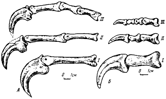 P. 22.    :  - Oviraptor philoceratops ( 100/42) :  - Ingenia yanshini ( 100/30)