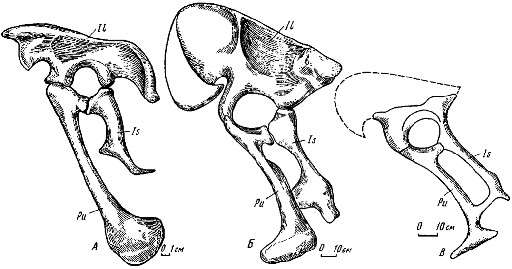 . 24.   :  - Adasaurus mongoliensis Barsbold, gen. et sp. nov. ( 100/10);  - Segnosaurus ghalbinensis Perle ( 100/80);  -   ( 100/84)