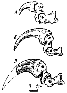 . 27.        ,  :  - Adasaurus mongoliensis ( 100/20);  - Velociraptor mongoliensis ( 100/25);  -    ( 100/12)