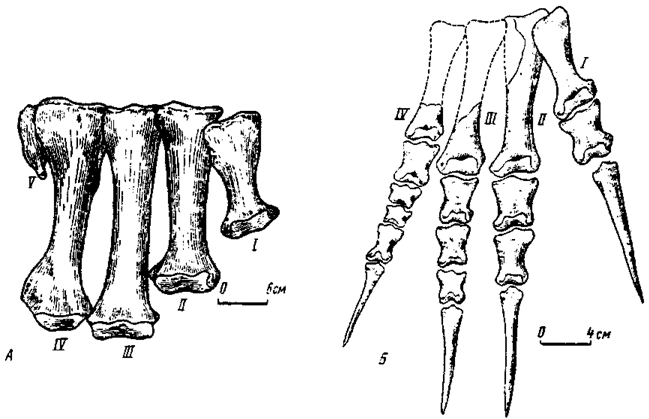 .28.   :  -   Segnosaurus Perle (100/80);  -   ( ) Erlikosaurus andrewsi Perle (100/111)