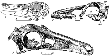 .4.    :  - Gallimimus bulatus Osmolka, Roniewicz et Barsbold (100/11 ),  - Garudimimus brevipes Barsbold ( 100/13, ) ;  - Saurornithoides junior Barsbold (100/1, )