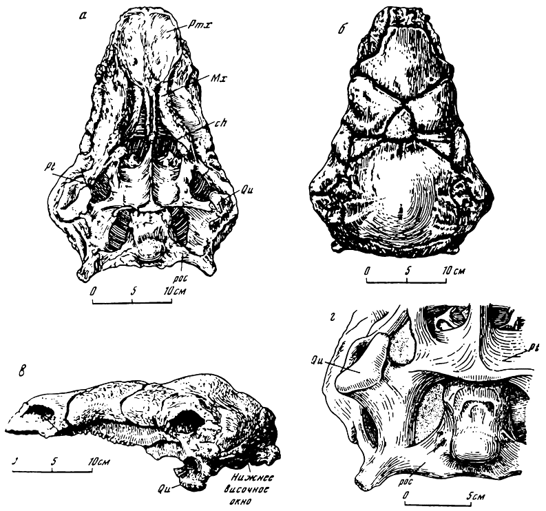 . 1.   Panoplosaurus mirus Lambe.  .  (Coombs, 1978)  - ,  - ;  - :  -        ' ch - ,  -  ; mx -  ,  -  ; Pt -  , Qu -  
