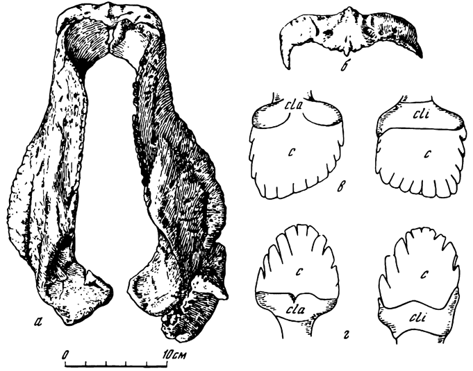 . 11.Tarchia gigantea (Maleev). . , N 3142/250; -;  ,  .  -   ;  -   ;  -    ;  -    ,  - ; cla -  ; cli -  