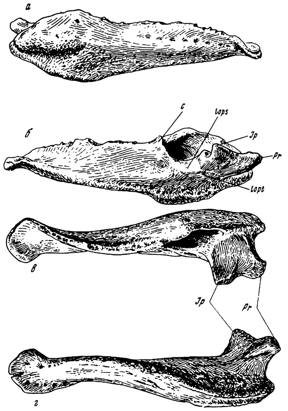 . 12.     Shamosaurus scutatus Tumanova. . , N 3779/2-2; -;  ,  .  - ;  - ;  - :  - . 1 -  ;   .  . 3