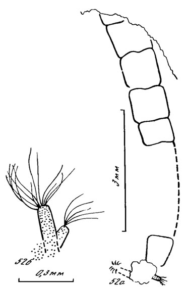 . 52.   . Podonominae (? Tanypodinae). Ulaimailia vctula sp. nov.: ,  ; a -  .  -    .  -   (Ant - ,  ; Md - ),  -   ,    . Hvdr. - ,  Hydracarina (. . 36)