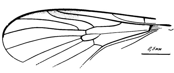 . 64. . Protorhyphidae. Protorhyphus sibiricus sp. nov., 
