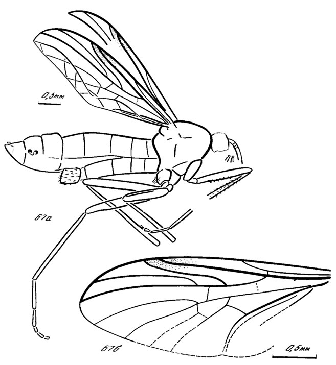 . 67. . Procramptonomyiidae fam. nov. Procramptonomyia sibirica sp. nov., : a -  ,  -   ; ,  
