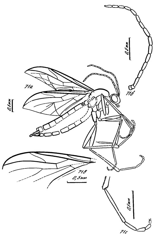 . 71. Protopleciidae. Archipleciomima spp; A. longicornis sp. nov., : a -  ,  - ,  -   ,  -  ; ,  