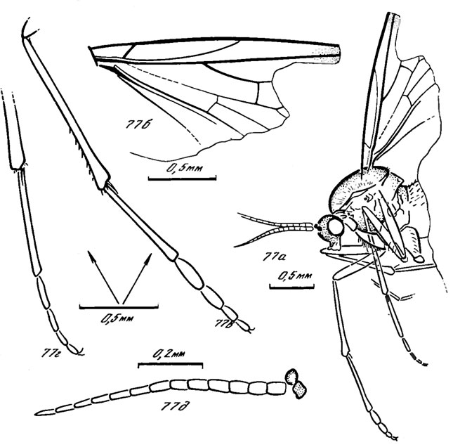 . 77. . Protopleciidae. Mcsoplecia sibirica sp. nov., : a -  ,  - ,  -    ,  -      ,  - ; ,  