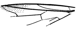. 84. . Pleciofungivoridae. Eohesperinus sibiricus sp. nov., , 