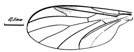 . 85. . Pleciofungivoridae. Willihennigia variabilis sp. nov., , 