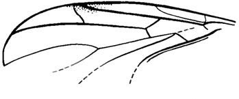 . 105. . Pleciofungivoridae. P. itchetuica sp. nov., , ; ,  