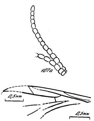 . 107. . Pleciofungivoridae. P. udaensis sp. nov., ,  - ,  - ; ,  