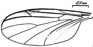 . 111. . Pleciofungivoridae. P. yeniseyica sp. nov., ; ,  