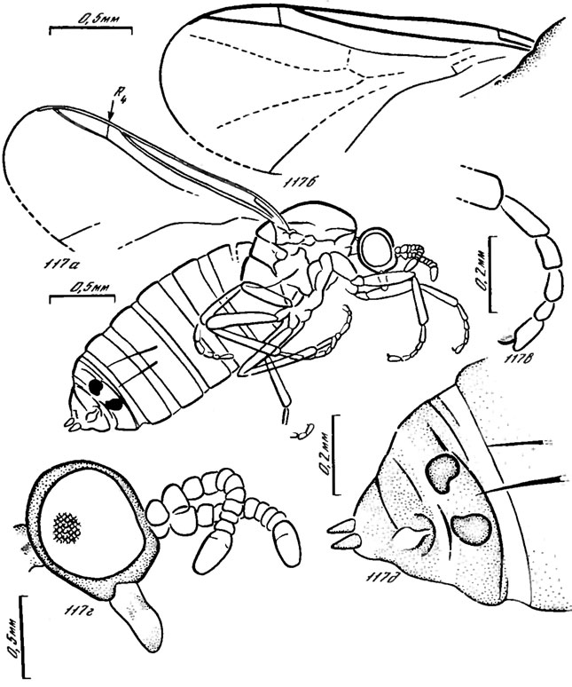 . 117. . Protoscatopsidae. Mesoscatopse rohdendorfi sp. nov., : a -  ,  -   ,  -  ,  - ,  -  ; ,  