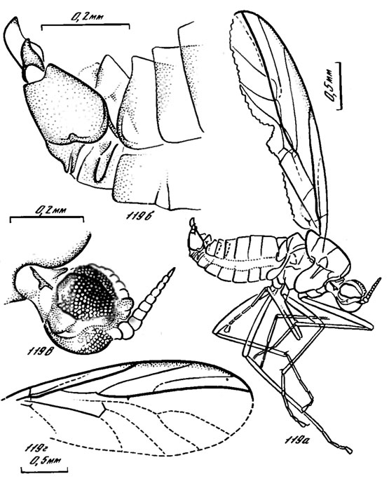 . 119. . Boholdoyidae. Boholdoyaalata sp. nov., : a -  .  -  ,  - ,  -   ; ,  