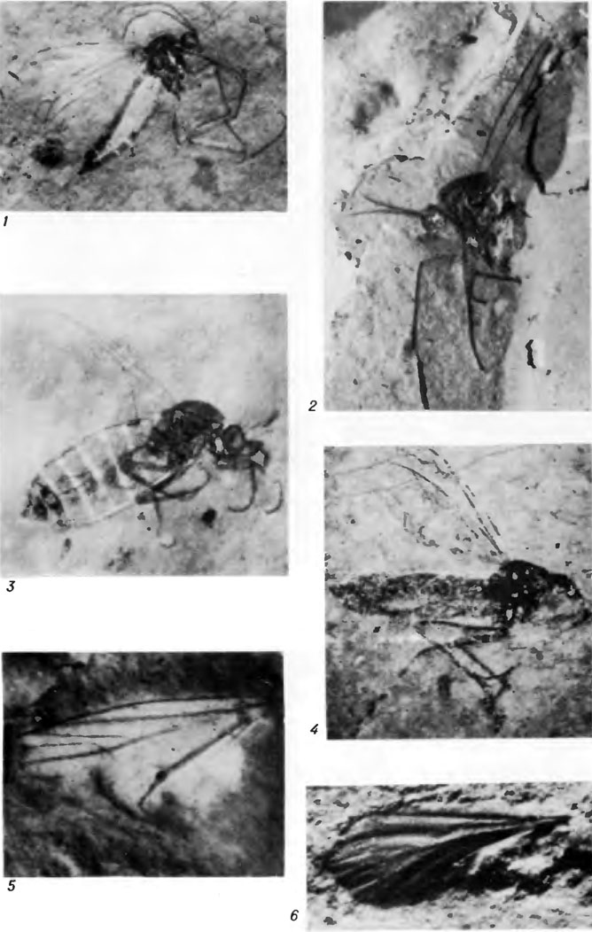  VI.  . Protopleciidae (1 - 2), Protoscatopsidae (3), Procramptonomyiidae (4 - 5)  Pleciofungivoridae (6)   . 1. Archipleciomima longicornis V. Kovalev, sp. nov.   N 3000/1831,  (10,8). 2. Mesoplecia sibinca V. Kovalev, sp. nov.   N 3000/1912,   (9,2). 3. Messcatopse rohdendorfi V. Kovalev, sp. nov.   N 3000/1829,  (x17,2). 4. Procramptonomyia sibinca V. Kovalev, sp. nov.   N 3053/530,  (10,4). 5. ?Procramptonomyia incompleta V. Kavolev, sp. nov.   N 3000/1306,   (14,3). 6. Rohdendorfomyiella incorporalis V. Kovalev, sp. nov.   N 3000/1499,   (18,9)