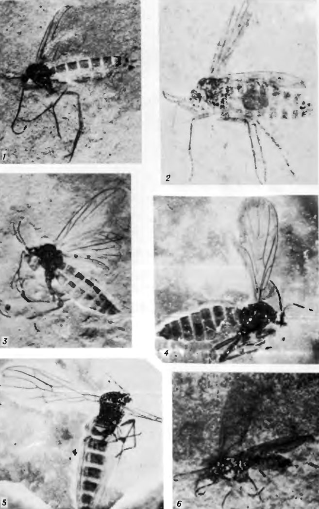  VII.  . Preciofungivoridae   .. 1. Bryanka elegans V. Kovalev, sp. nov.   N 2364/2,  (8,2). 2. Krasnoyarskia secunda V. Kovalev, sp. nov.   N 2022/59,  (20,0). 3. Willihennigia propria V. Kovalev, sp. nov.   N 3000/1556,  (14,8). 4. Pleciofungivorella tugnuica V. Kovalev, sp. nov.   N 3000/1501,  (15,6). 5. Matilia crassinervis V. Kovalev, sp. nov.   N 3000/1343,  (13,3).6. Fungivoroplecia jurassica V. Kovalev, sp. nov.   N 3053/871,  (13,3)
